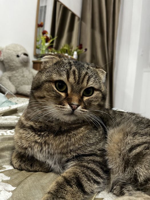 Продам кота,вислоухого