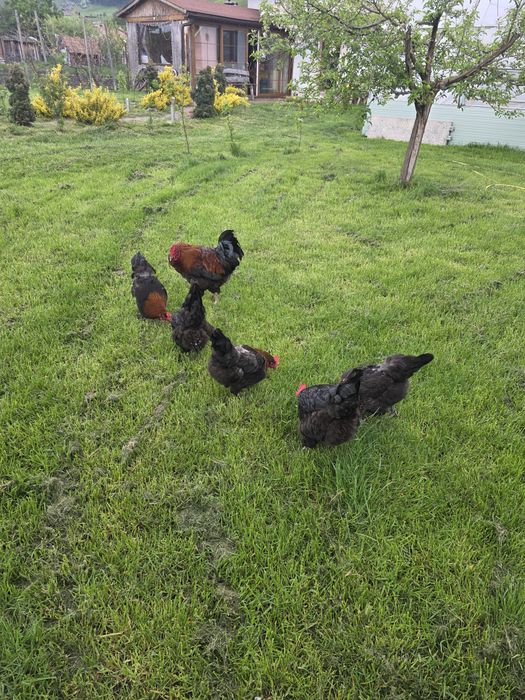 Vand Familie Marans Aramiu 2025  5+1