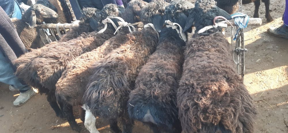 Hisori quzilar sotiladi  2mlndan bowlanadi 3mlngacha bor