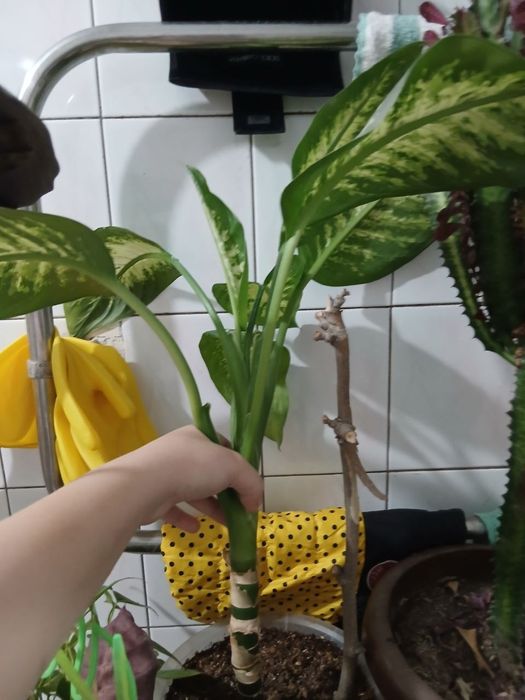 Продам цветы домашние