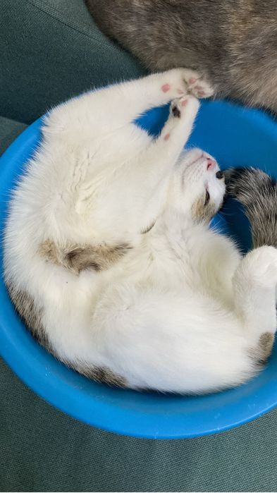 Котик в добрые руки
