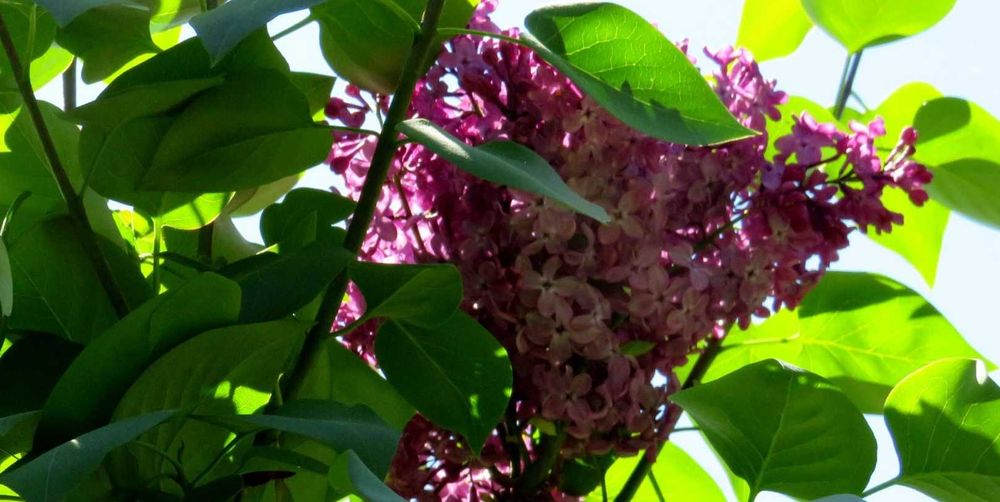 Arbuști de liliac (Syringa Vulgaris)