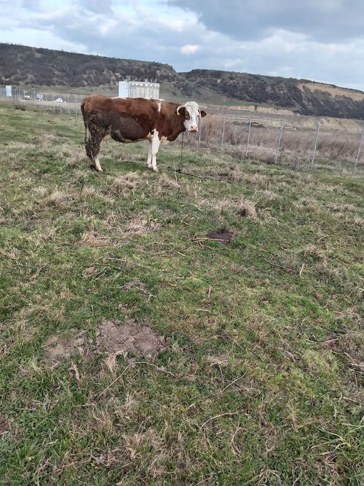 De vanzare vaci gestante