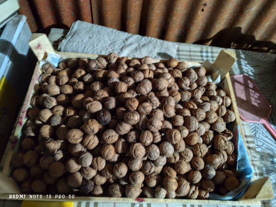 Грецкий орех продам