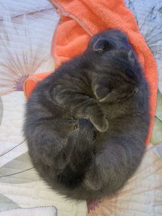 Продаётся котенок девочка