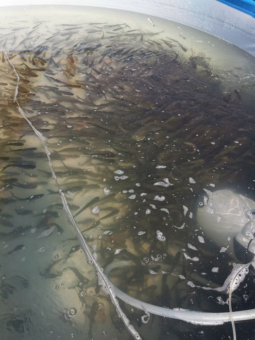 Crap cteno 12-15 cm și fitofag