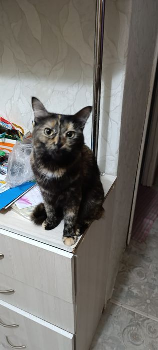 Кошка. Отдам бесплатно.