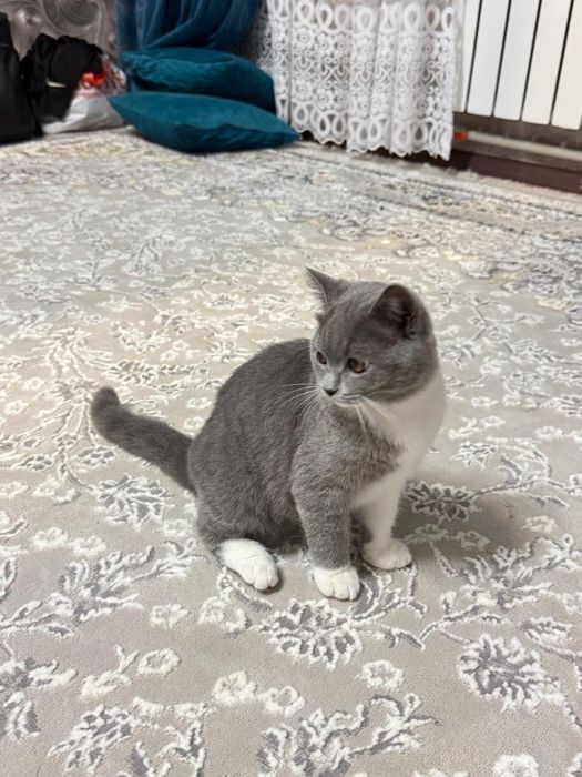 Продается кошка породистая
