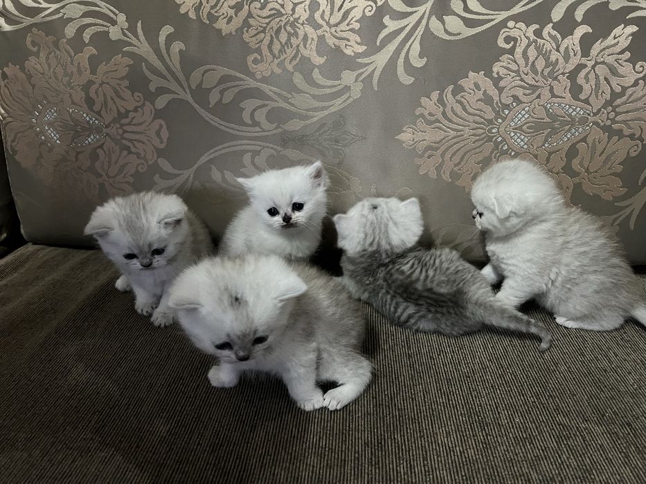 Британски  сребърни