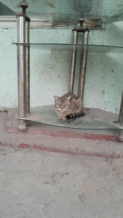 Отдам кошку бесплатно