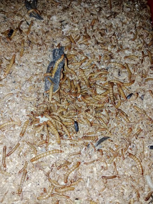 Мучные черви живые