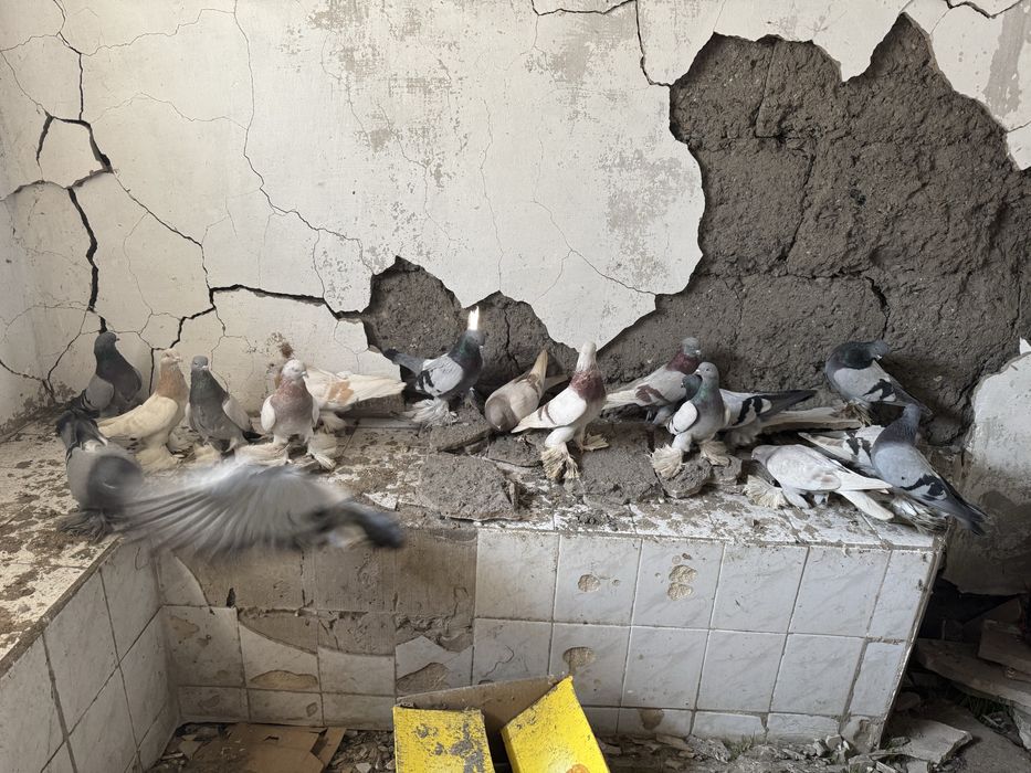 Продам Рантовых голубей