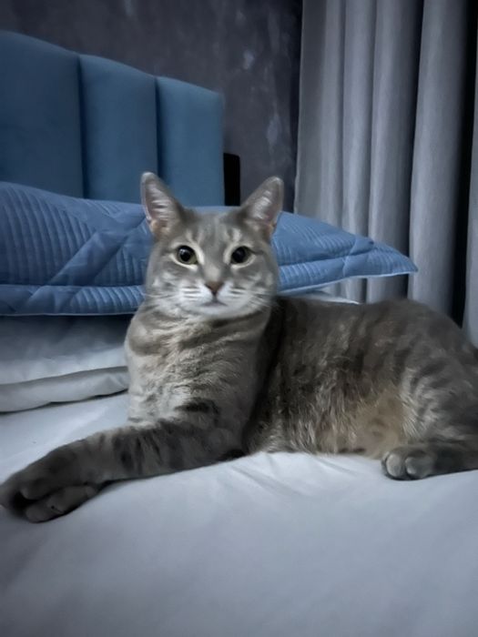 Кошка в добрые руки с обеспечением