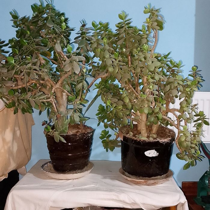 Гуллар сотилади Росса коп