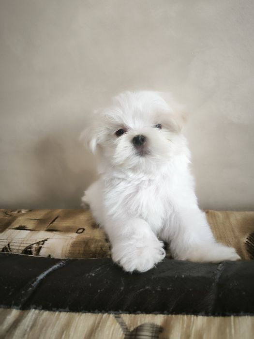 Продам девочку мальтезе