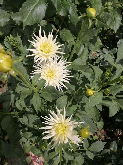 Георгины голландские!