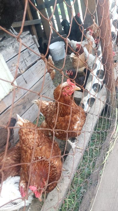 Продам молодых курей разных парод