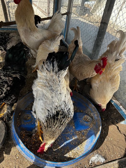 Продается петухи