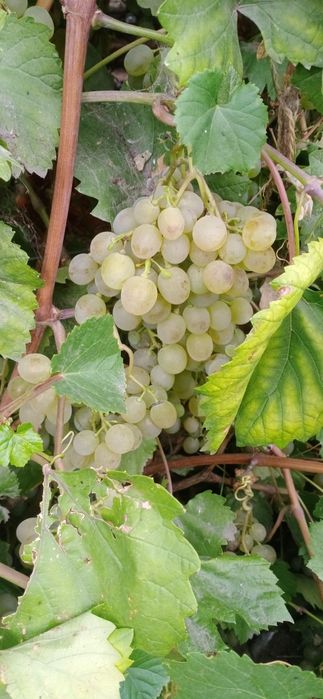 Продам Саженцы местные