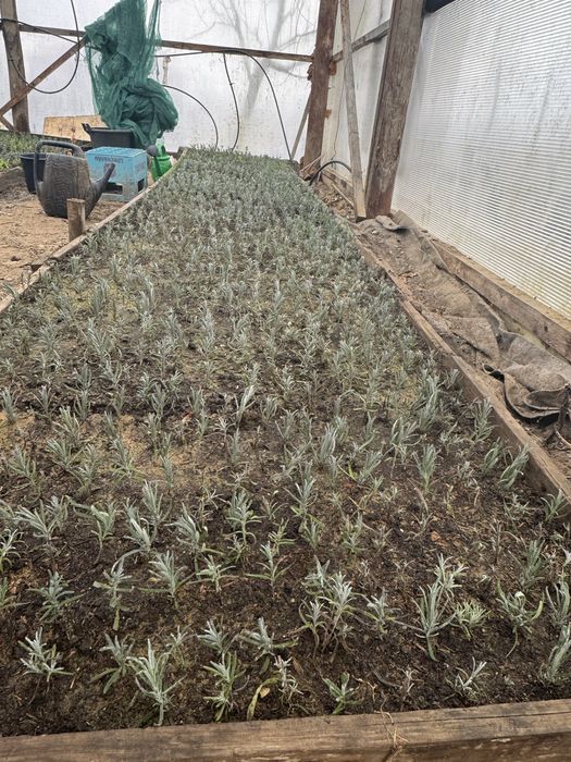 Butasi de lavanda pre-comanda