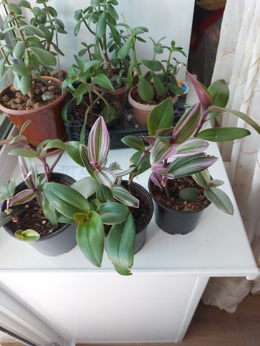 Продам комнатные цветы.