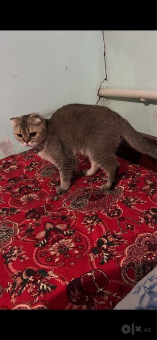 Кошки zalataya shinshila toza paroda