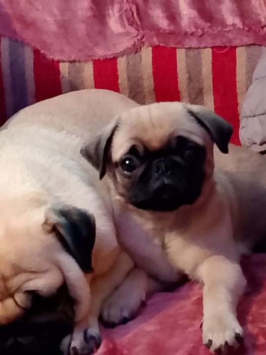 Продам щенка мопс