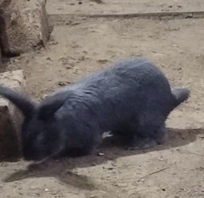 Продаётся крол строкач.