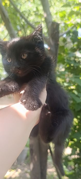 Отдам котят в хорошие руки