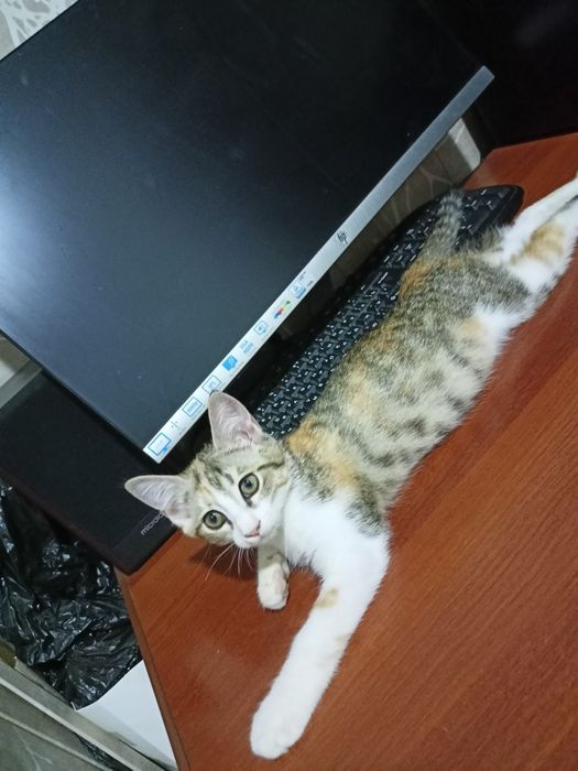 Пристраивается котёнок