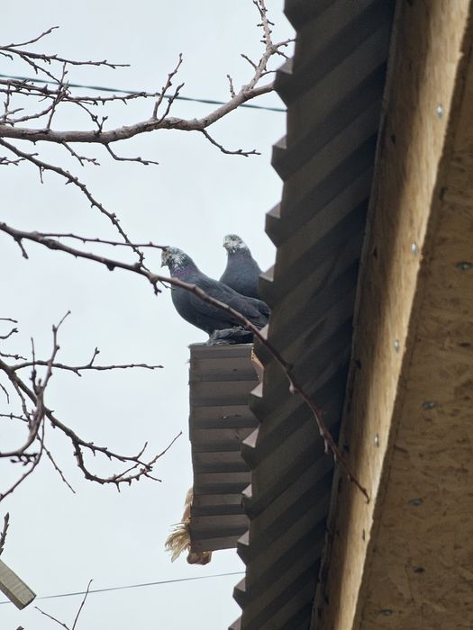 Гульсар,капканы по 5000 шт