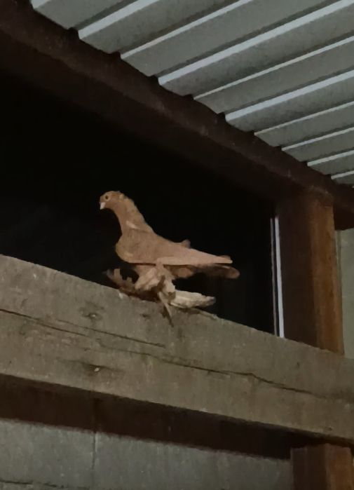 Продается голуби