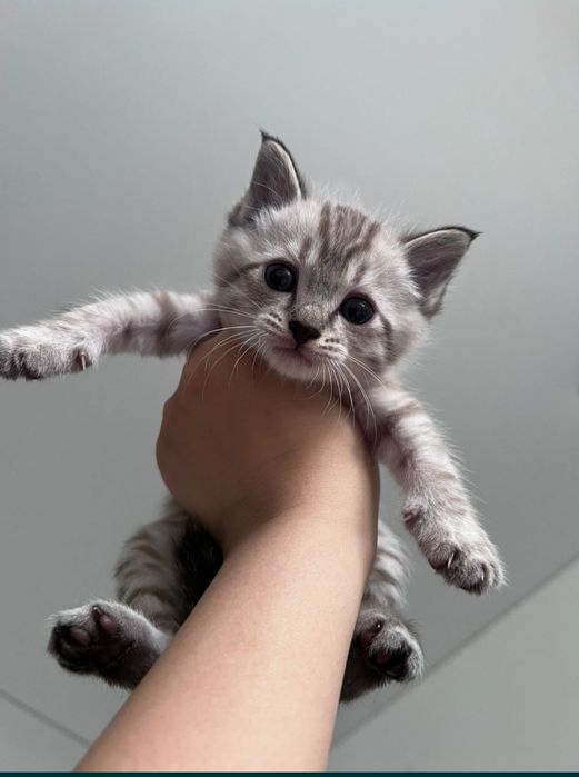 Продается котяты!