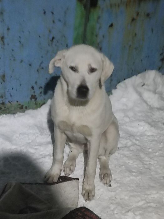 Собака, возможно немецкий дог