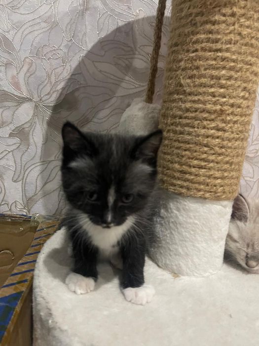 Отдаем кошек в хорошие руки