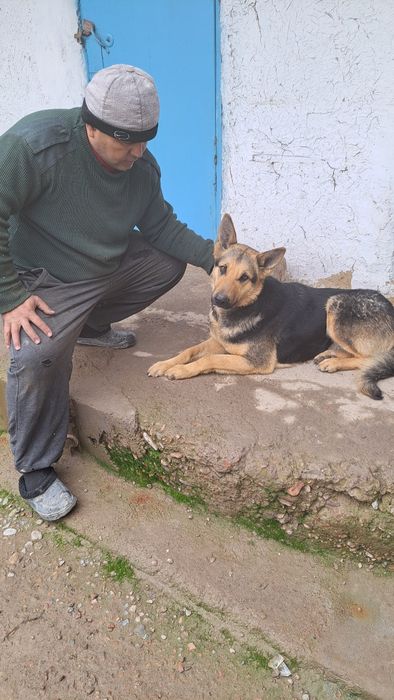 Немецкая овчарка