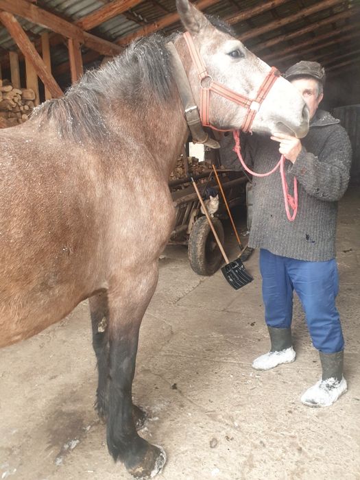 Mânza de 3,5 ani blândă