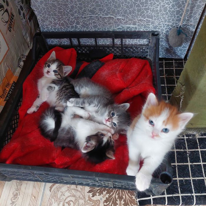 Срочно срочно отдам