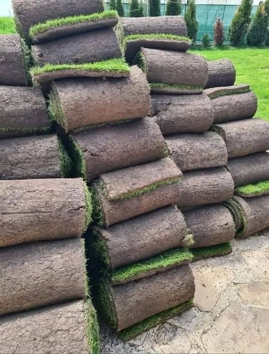 Vând leylandi și piatră naturală