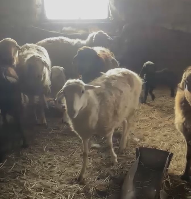 Продам баранов и тохтушек