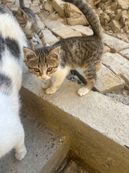 Котята мальчик и девочка