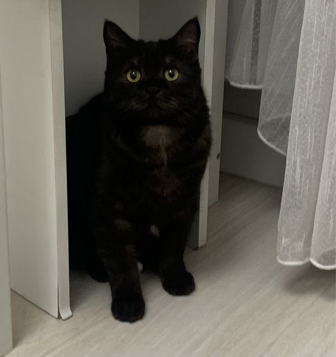 Хищница ищет свой дом