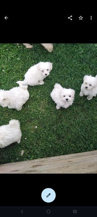 Bichon maltez mini toy