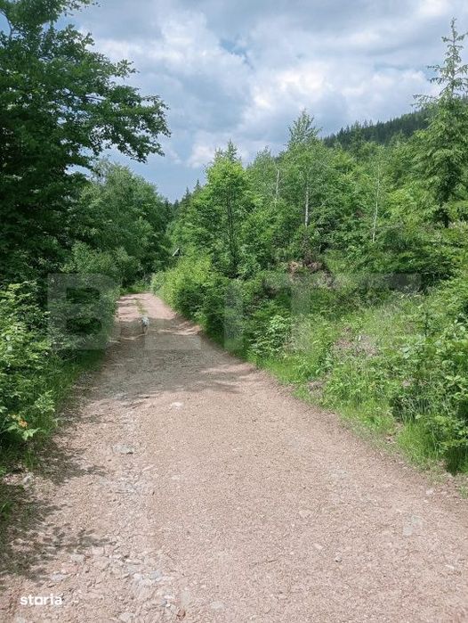 Teren intravilan de vanzare, 30.121 mp, Trancesti, Scarisoara