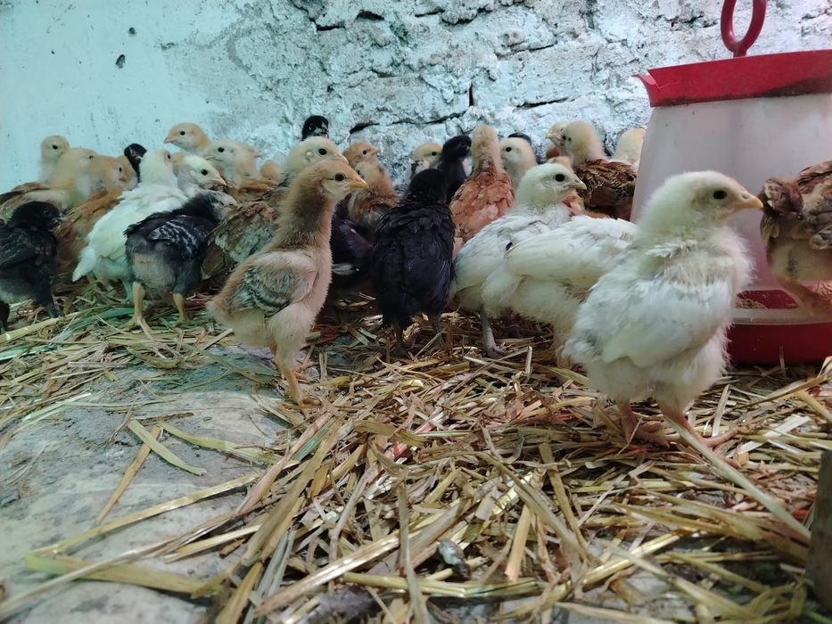 Vând 48 de pui de 5 saptamani