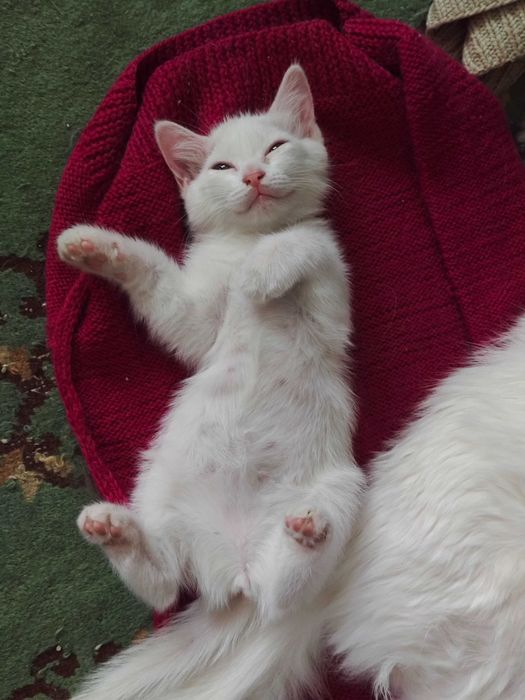 Белого котёнка в добрые руки!