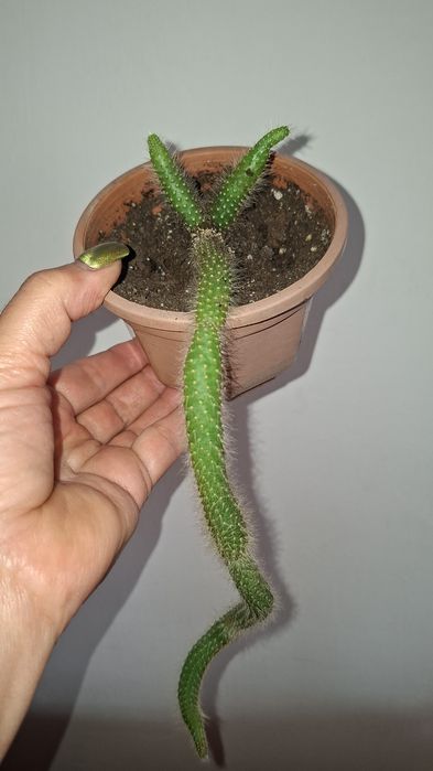 Продам кактус обезьяний хвостик