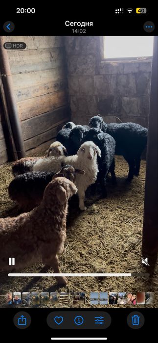 Бараны с ягнятами.