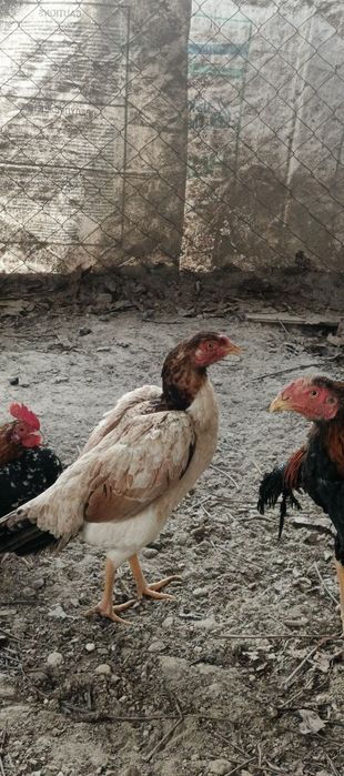 Дакандар сатылады.