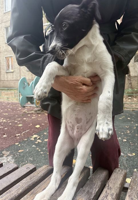 Шенок мальчик в хорошие руки
